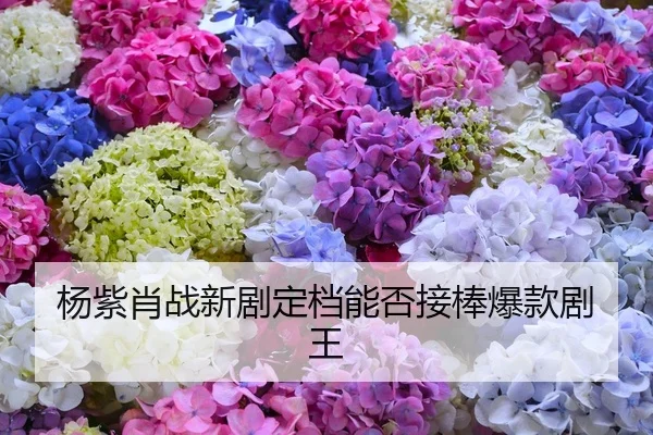 杨紫肖战新剧定档能否接棒爆款剧王